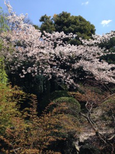 sakura